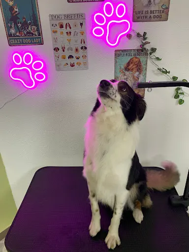 Pysk na Błysk Będzin